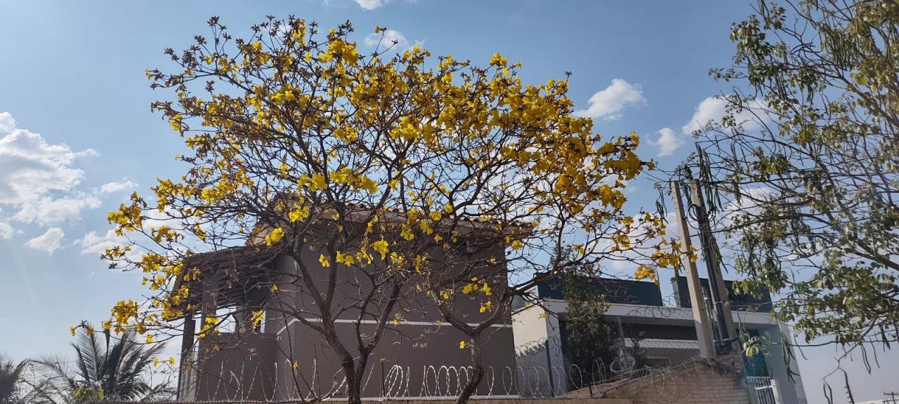 Foto 18 de 31 — Florada dos ipês dá novo colorido a Araraquara e internautas enviam fotos; veja